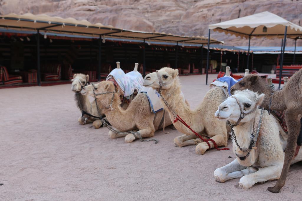 Sun City Camp Hotell Wadi Rum Exteriör bild